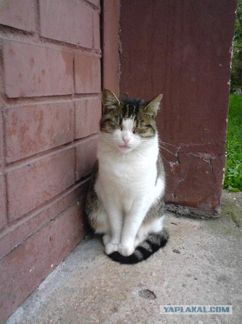 Уррааа! Котомет на ЯПлакалъ.