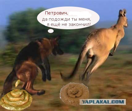 Найдена собака, воспитанная кенгуру!
