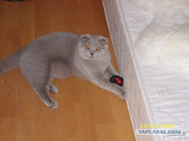 Котовторник на ферме (65 фот)