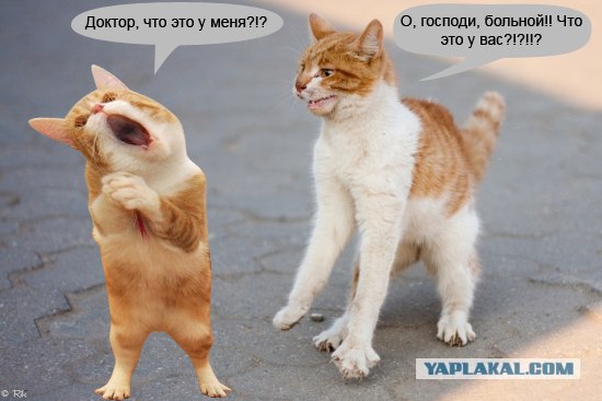 Котосреда (06.05.2009)