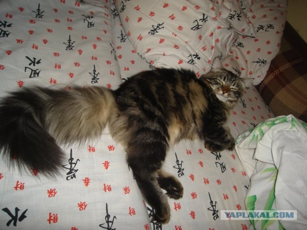 Котовторник - С праздником, котоводы!