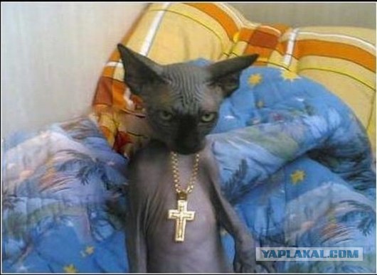 Начинаем котовторник!
