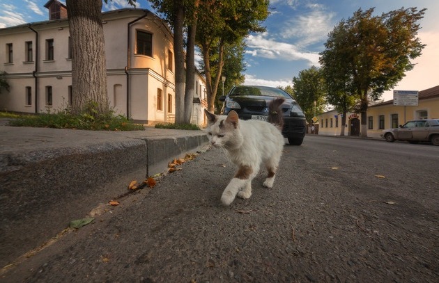 Прикольных котов пост