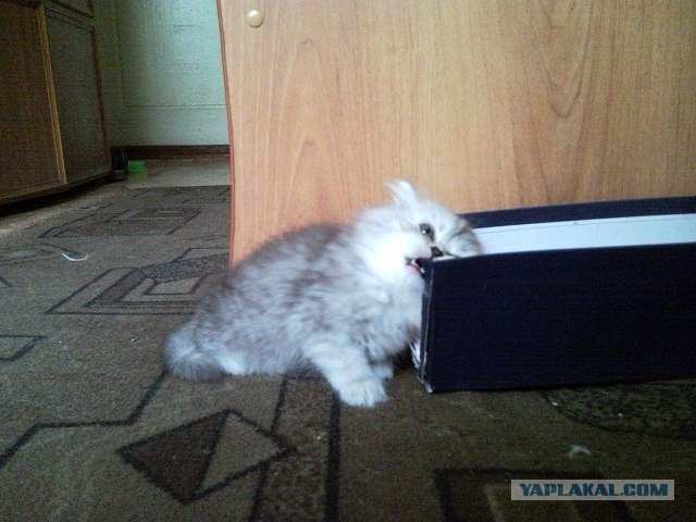 Первый котовторник июля