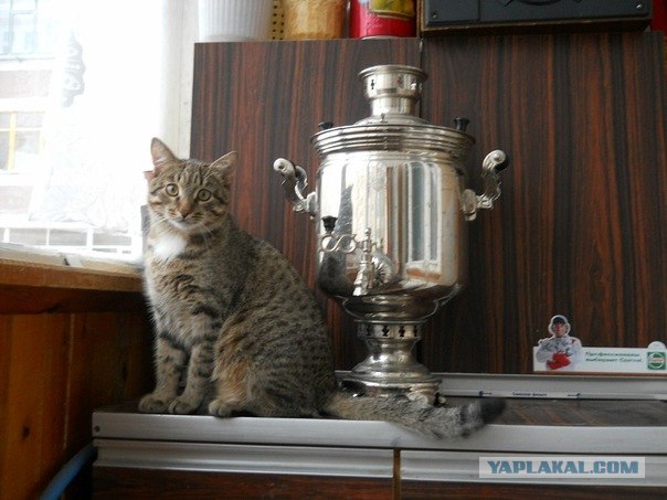 Котовторник!