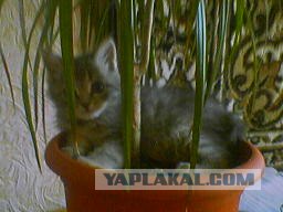 Котовторник 17 января