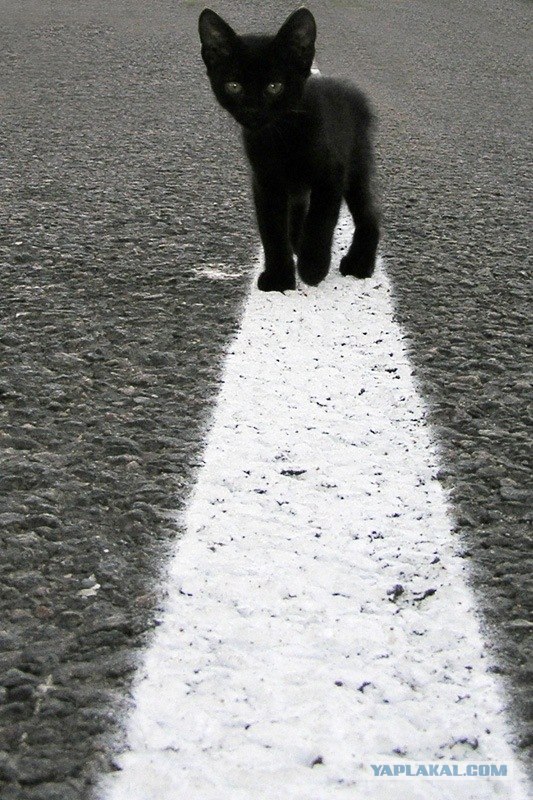 Котовторник (31.01.2012)