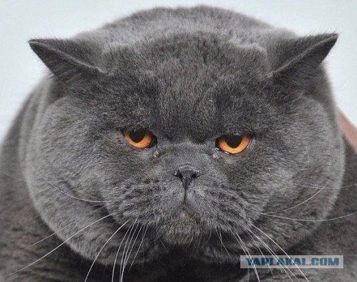 Немного предновогодних песен