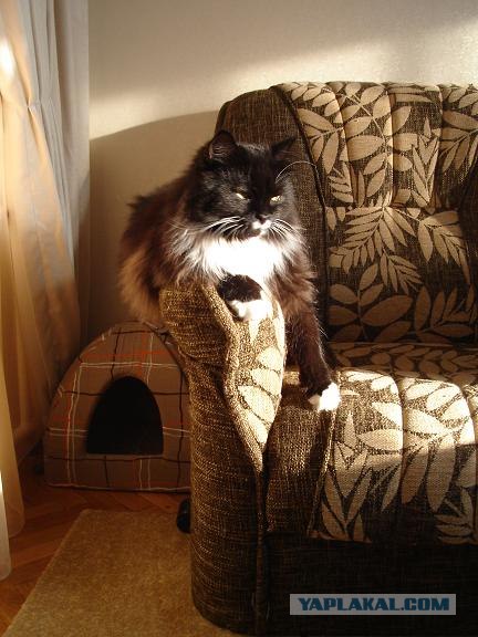 Котовторник  от 3.04.2012