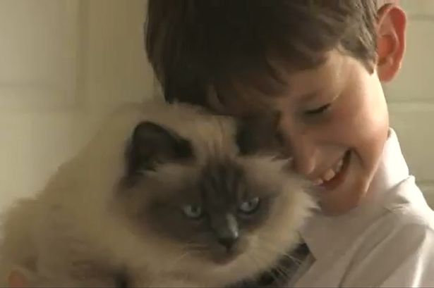 Кошка научила больного мальчика общаться с людьми