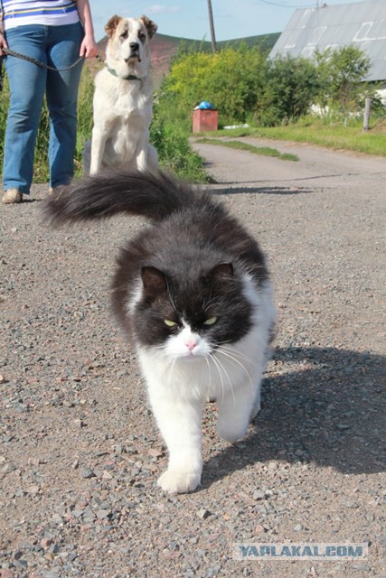 Котовторник! начнем? 04.06.19