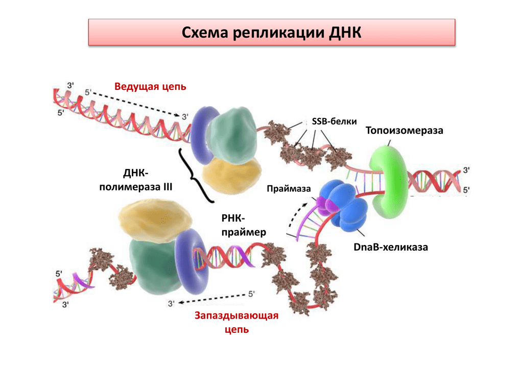 Днк полимераза в репликации днк. Репликация днк оказаки. Днк полимераза в репликации днк. Репликация днк хеликаза. Репликационная вилка эукариот.