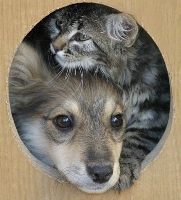 Уже не котовторник, но еще и не собакочетверг