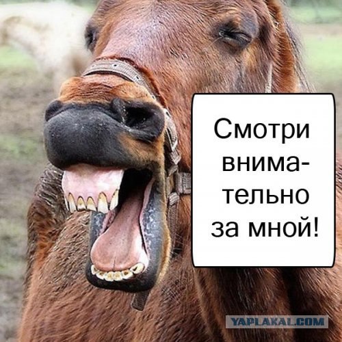 Спорим, зевнешь?))) (28 фото)
