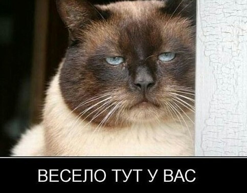 Что значит поза, в которой спит твоя кошка