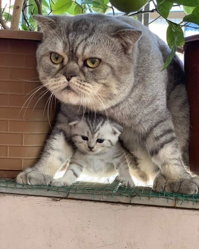 Котовторник?! Коты во вторник!