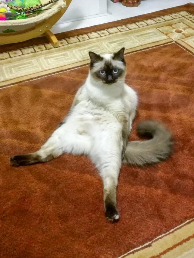 Эти забавные животные