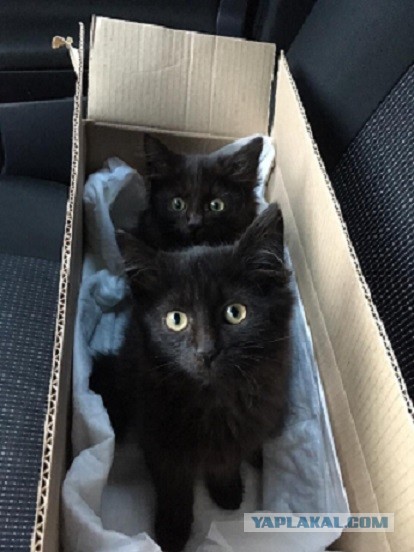 Моя красотка