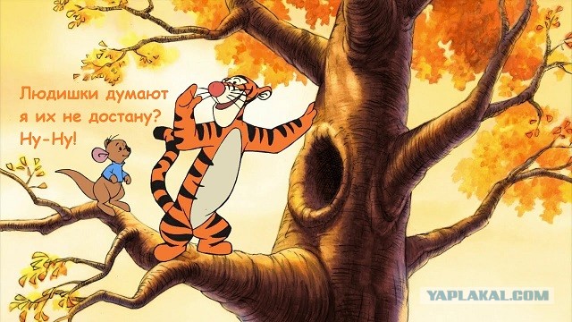 Амурский тигр загнал грибников на дерево в Приморье