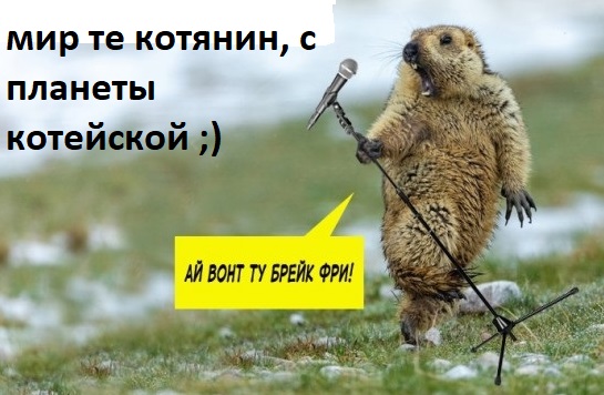 Кот
