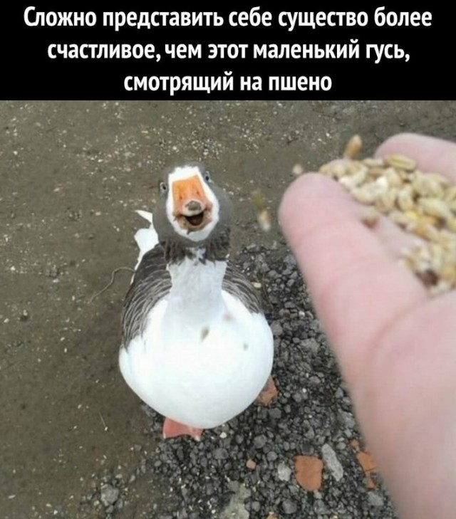 Немного картинок для настроения - 135