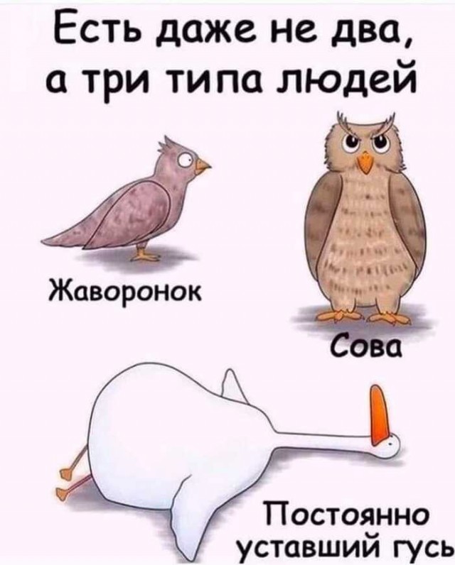Гусь вялый
