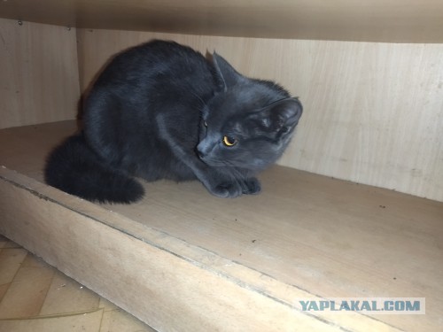 Котовторник 05/11/2024