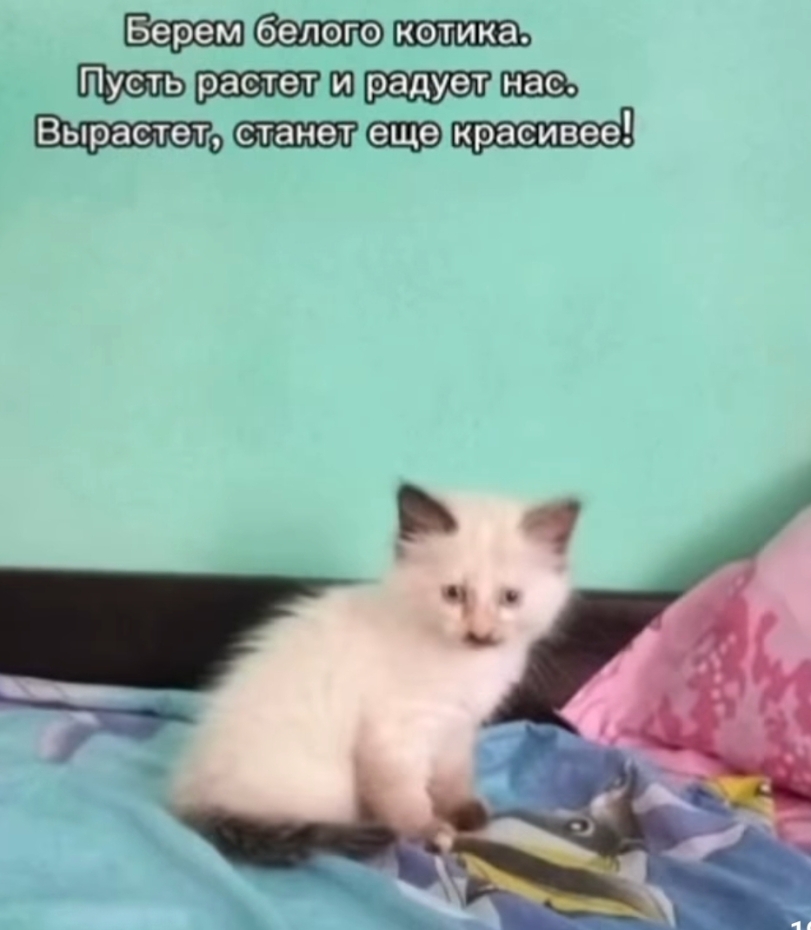 Гамарджоба