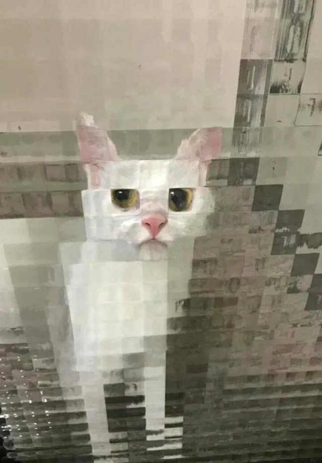 К котовторнику: подборка картинок-баянов с котиками и про котиков. Выпуск 2.