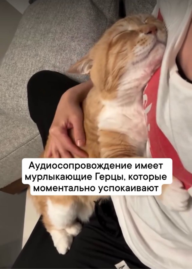 К котовторнику: подборка картинок-баянов с котиками и про котиков. Выпуск 11