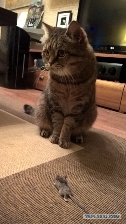 Жизнь Кота