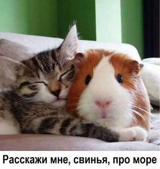 Прикольные и просто красивые картинки 25.11.2025