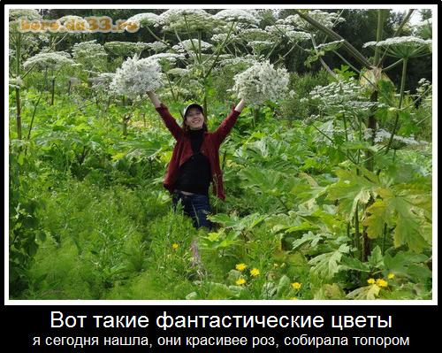 Дерево-злодей