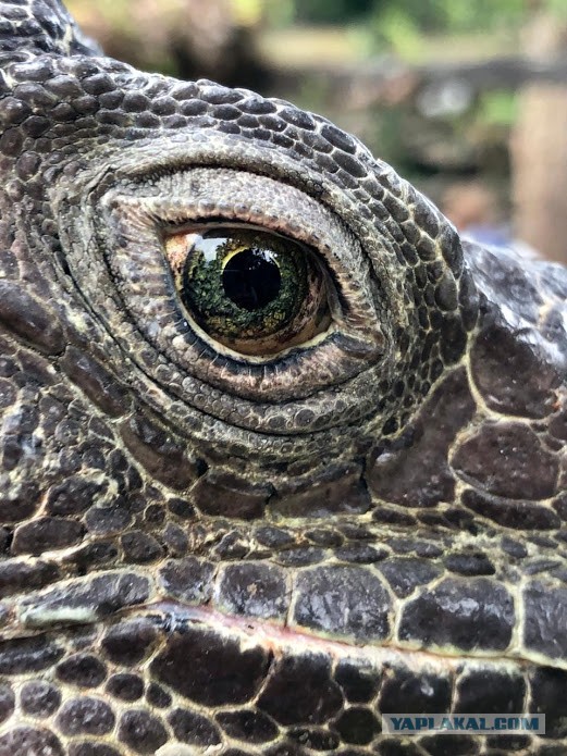 Комодский варан: Мегаящеры, способные завалить буйвола. Весь остров дрожит от их тирании