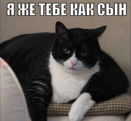 Сходство ДНК человека и кошки составляет 90%, сообщают учёные