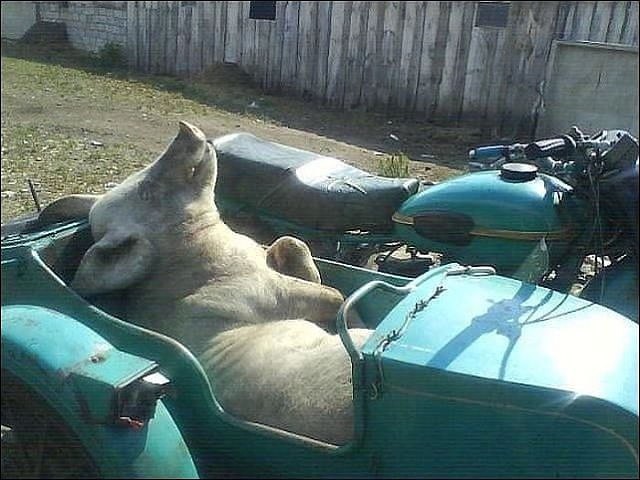 Картинки