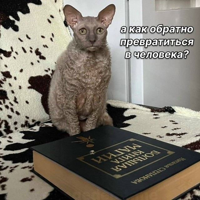Всемирный день котиков.