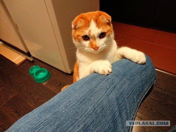 Котиковая выставка "Инфокот 2013"