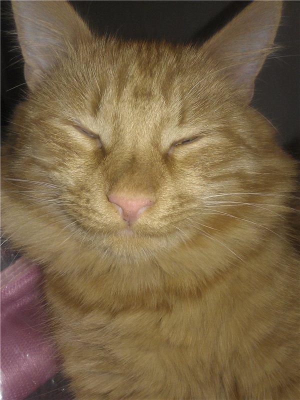 Котовторник   31.12.  2013