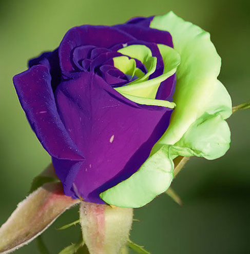 Перекрестное опыление?