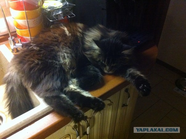 Кот попросил себя сфотографировать для Яп