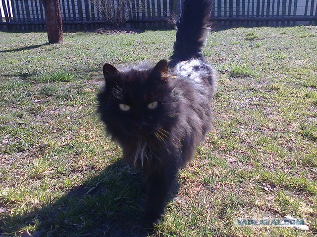 Котовторник 21.10.2014