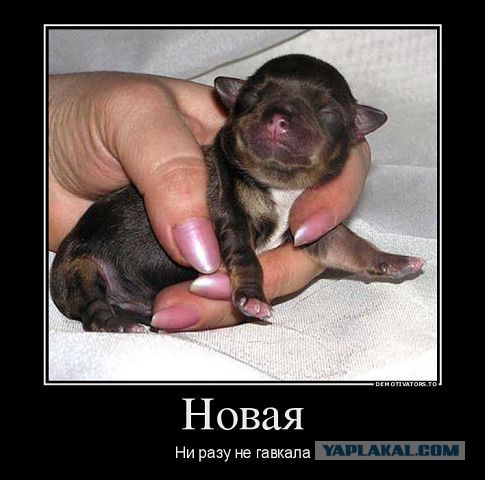Весёлое из сети