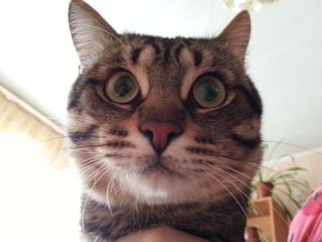 Котэ, которых застали врасплох