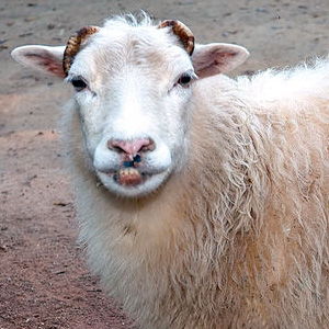 Аллах акбар