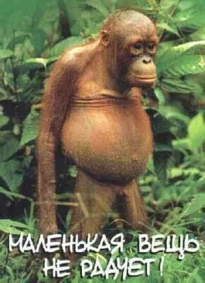 Юмор ниже пояса