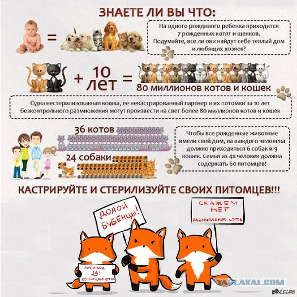 Интересные факты о кошках
