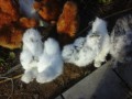 Заработок на цветочках