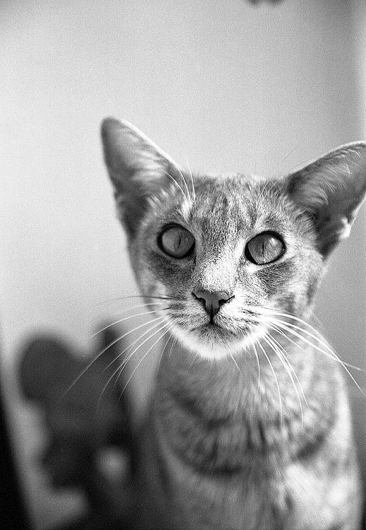 Коты, кошки, котята