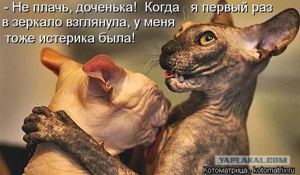Смешные картинки не плач, девочке